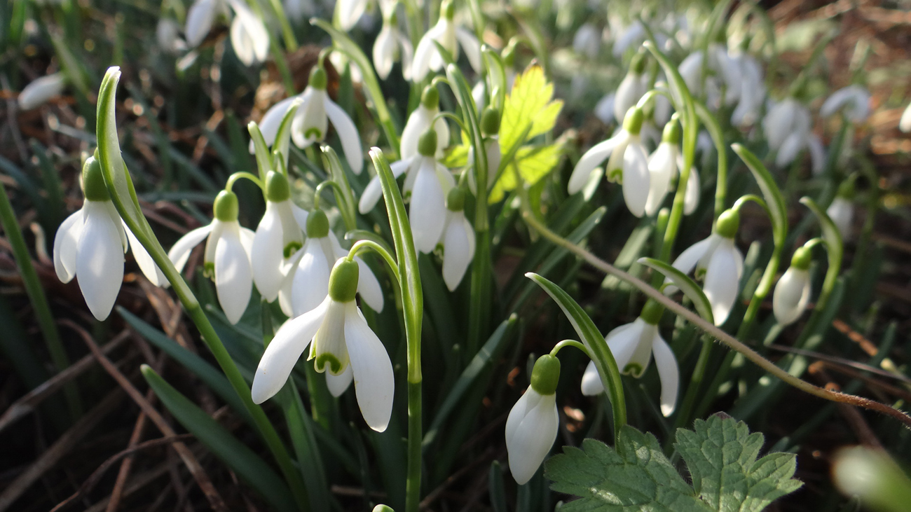 Galanthus